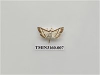 藏品(螟蛾323)的圖片